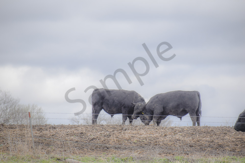 Osceola Farms 180 Photography Art | Photos By Regan