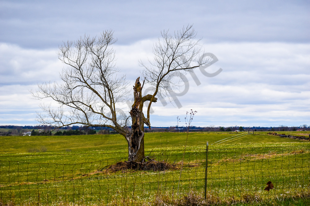 Osceola Farms 37 Photography Art | Photos By Regan