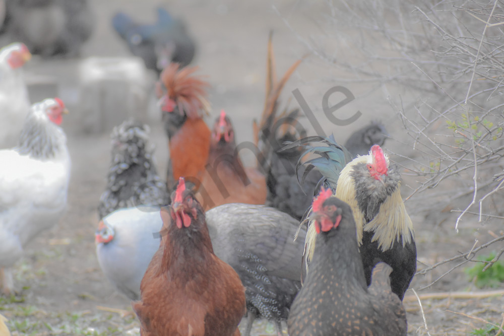 Osceola Farms 93 Photography Art | Photos By Regan