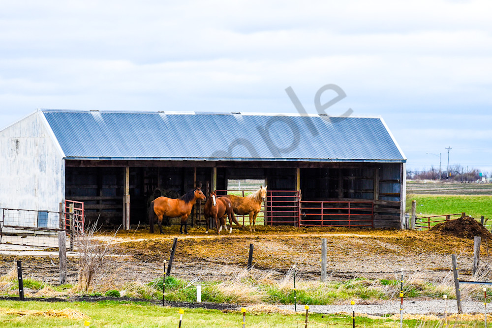 Osceola Farms 62 Photography Art | Photos By Regan