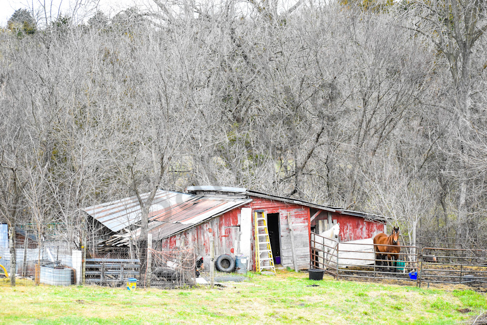 Osceola Farms 87 Photography Art | Photos By Regan