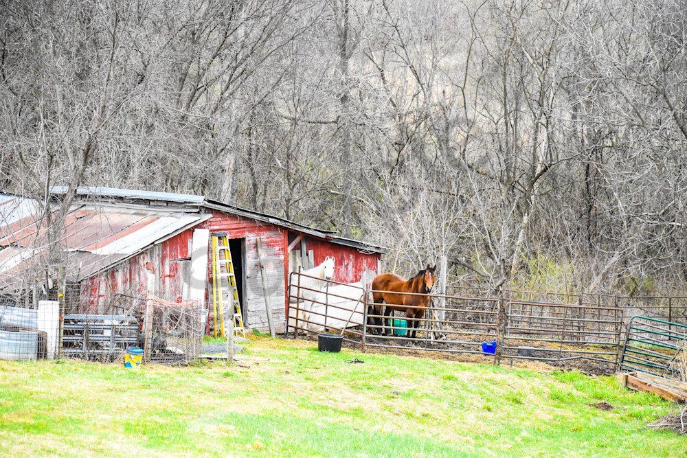 Osceola Farms 89 Photography Art | Photos By Regan
