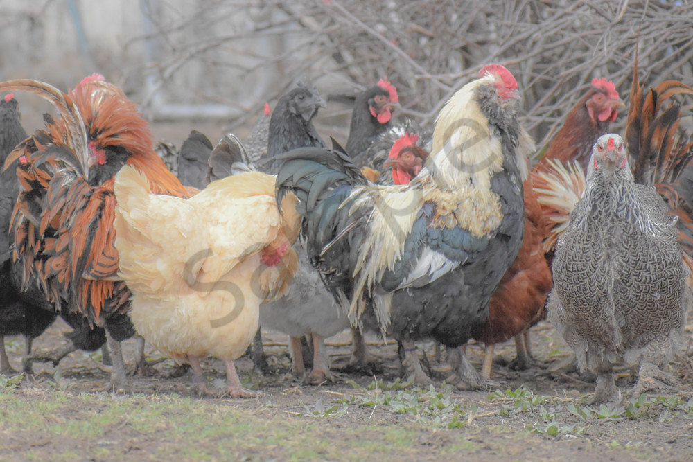 Osceola Farms 99 Photography Art | Photos By Regan