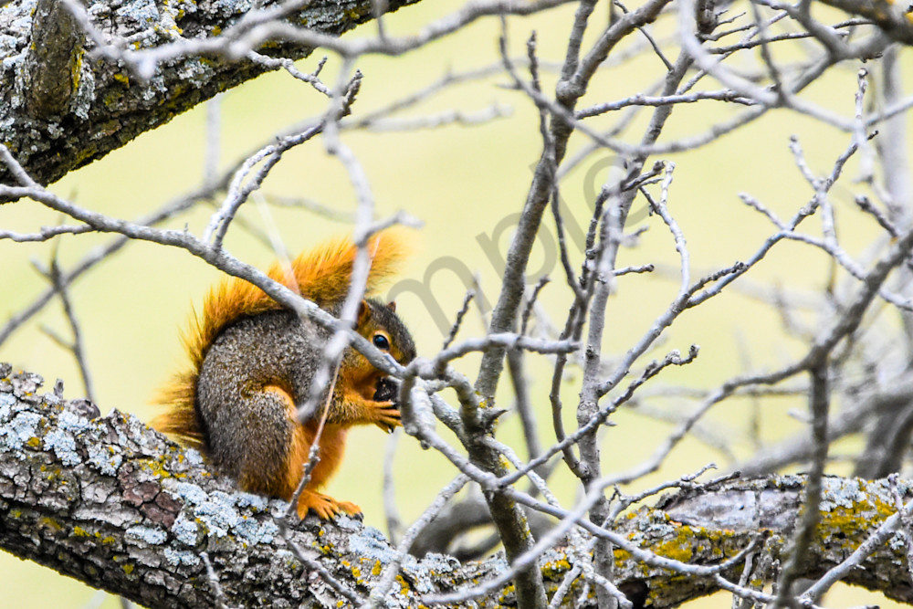 Osceola Farms 110 Photography Art | Photos By Regan