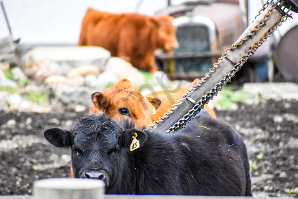 Osceola Farms 12 Photography Art | Photos By Regan