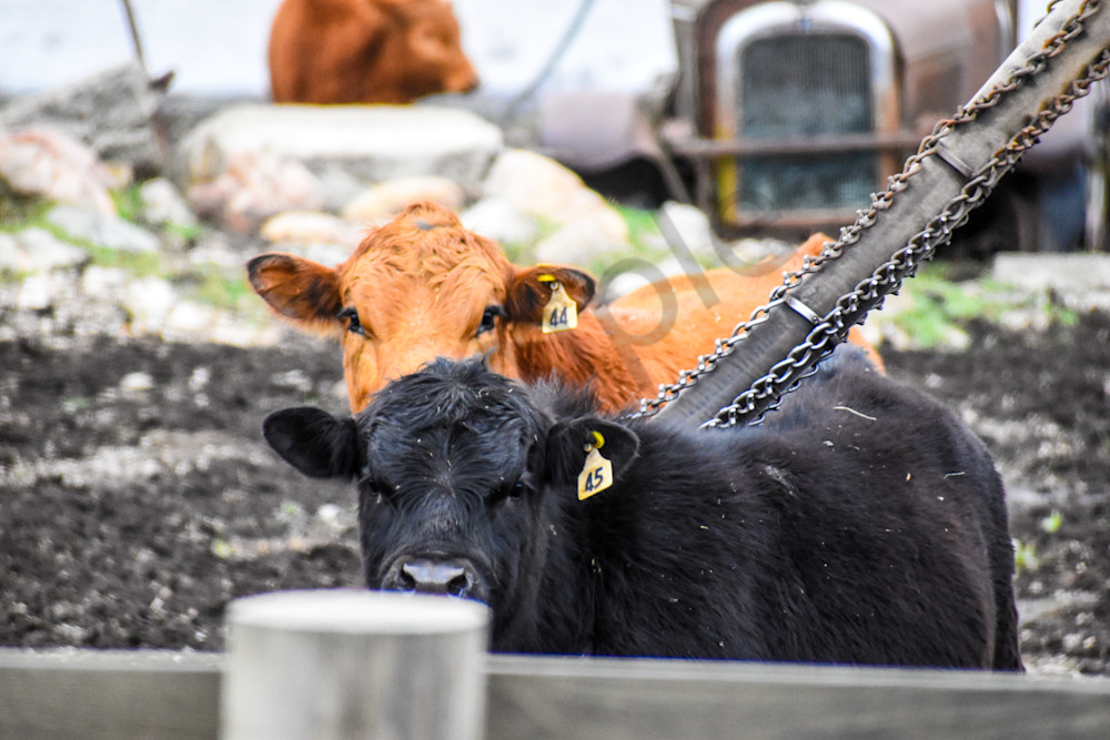 Osceola Farms 14 Photography Art | Photos By Regan