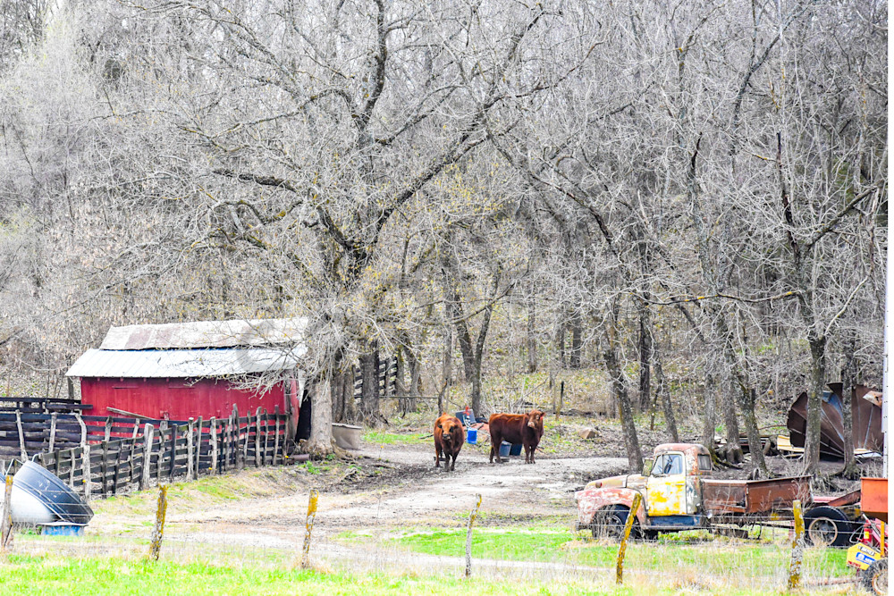 Osceola Farms 6 Photography Art | Photos By Regan