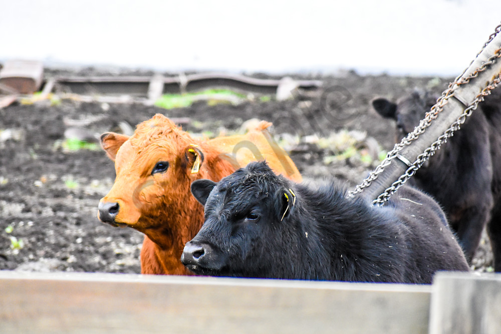 Osceola Farms 9 Photography Art | Photos By Regan