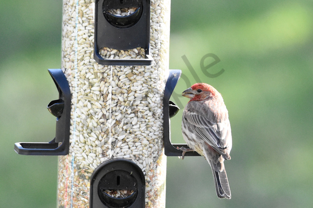 Back Yard 3 Photography Art | Photos By Regan