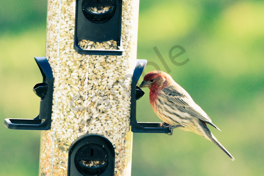 Back Yard 2 Photography Art | Photos By Regan