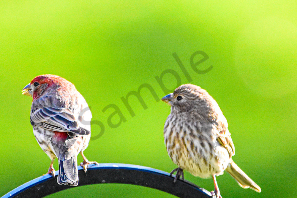 Back Yard 4 Photography Art | Photos By Regan