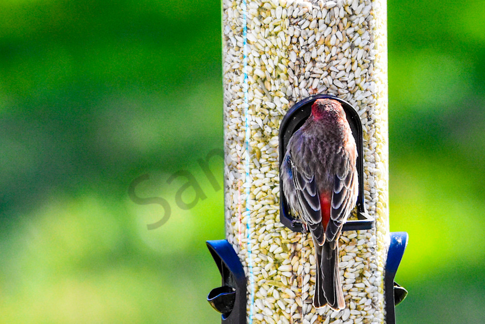 Back Yard 6 Photography Art | Photos By Regan