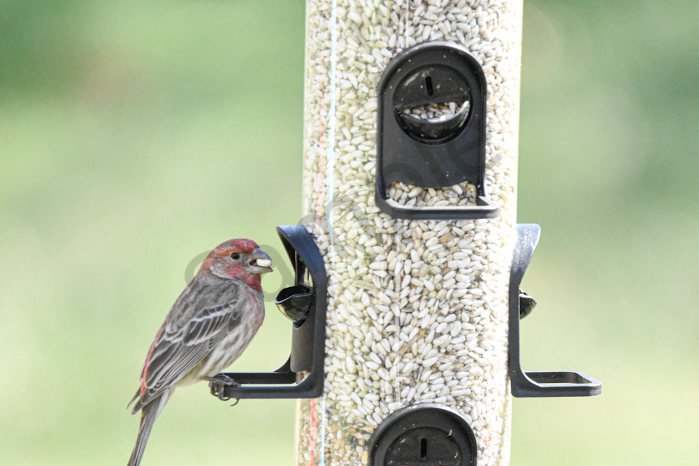 Back Yard 1 Photography Art | Photos By Regan