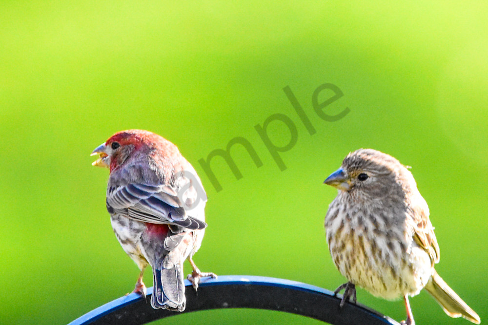 Back Yard 5 Photography Art | Photos By Regan