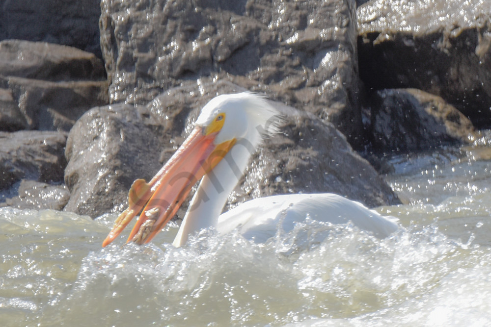 Bird Hunt 45 Photography Art | Photos By Regan