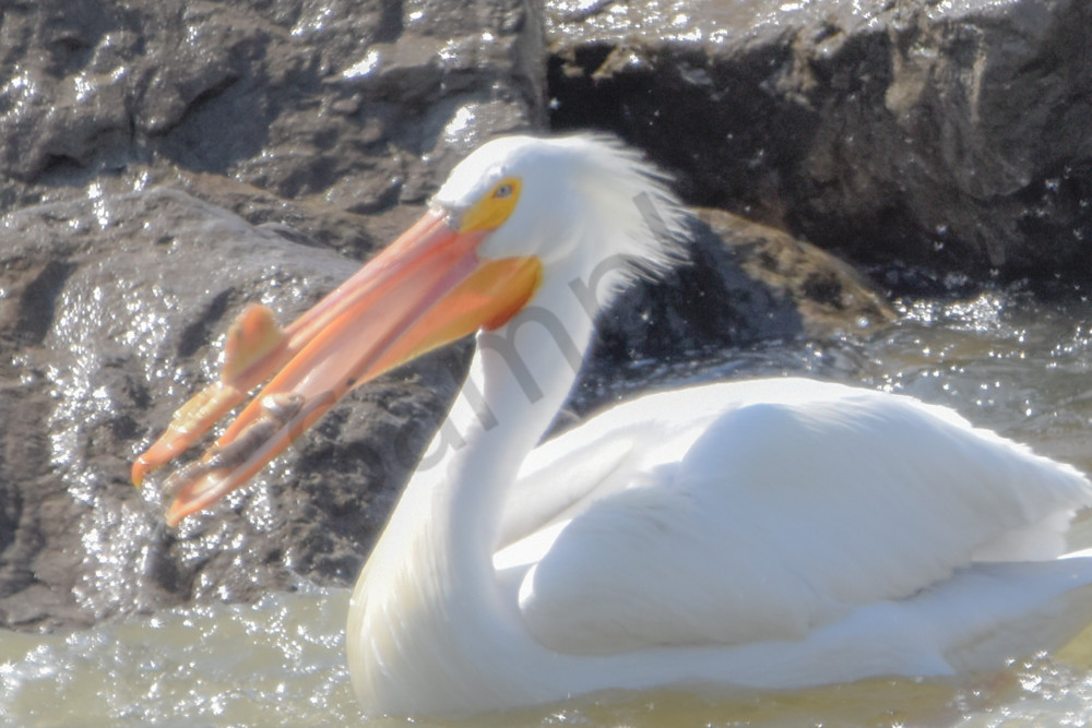 Bird Hunt 46 Photography Art | Photos By Regan