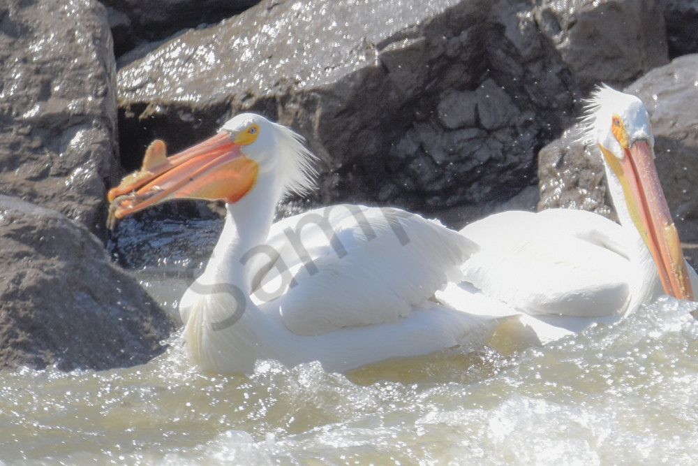 Bird Hunt 47 Photography Art | Photos By Regan