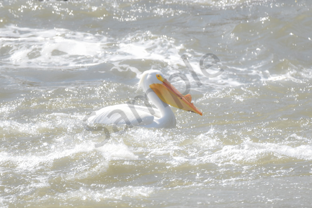 Bird Hunt 48 Photography Art | Photos By Regan