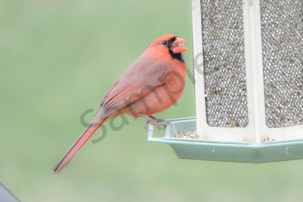 Bird Hunt 1 Photography Art | Photos By Regan