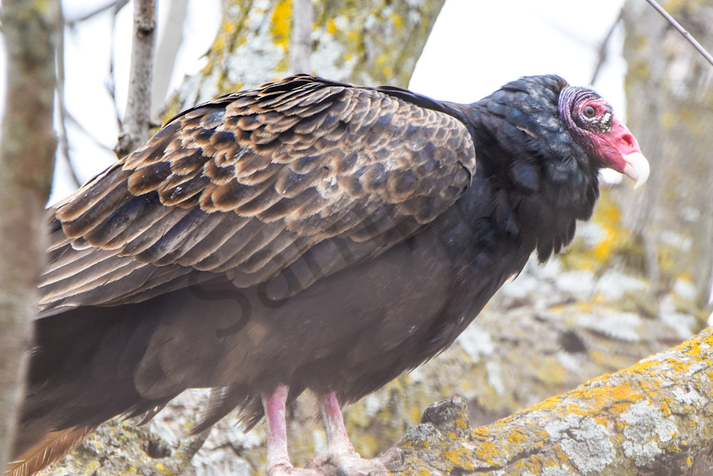 Bird Hunt 6 Photography Art | Photos By Regan