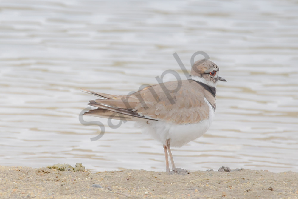 Bird Hunt 8 Photography Art | Photos By Regan