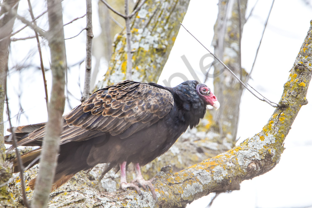 Bird Hunt 7 Photography Art | Photos By Regan