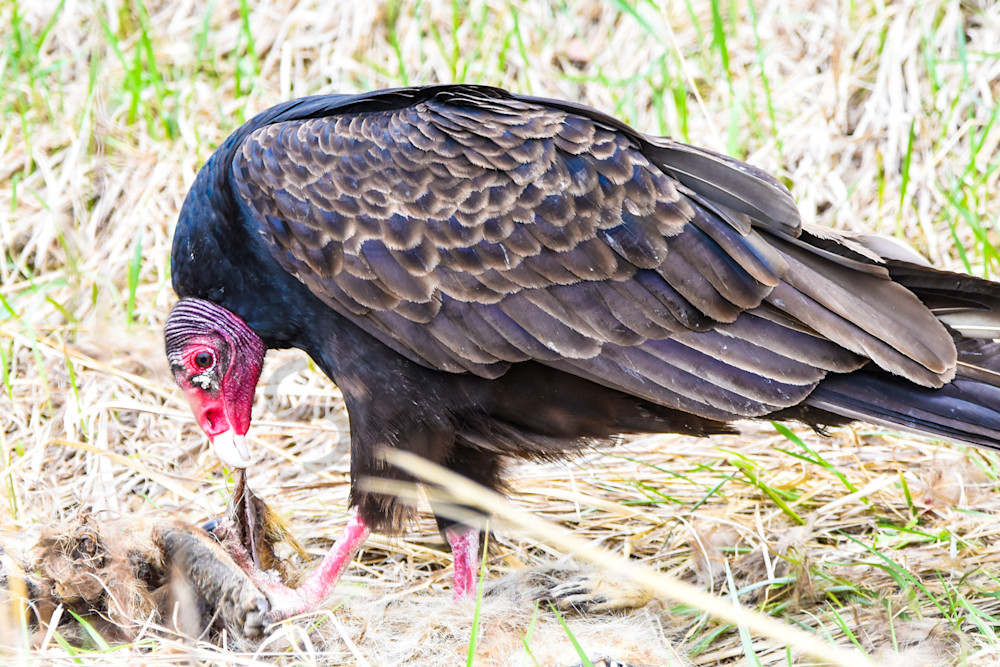 Bird Hunt 3 Photography Art | Photos By Regan