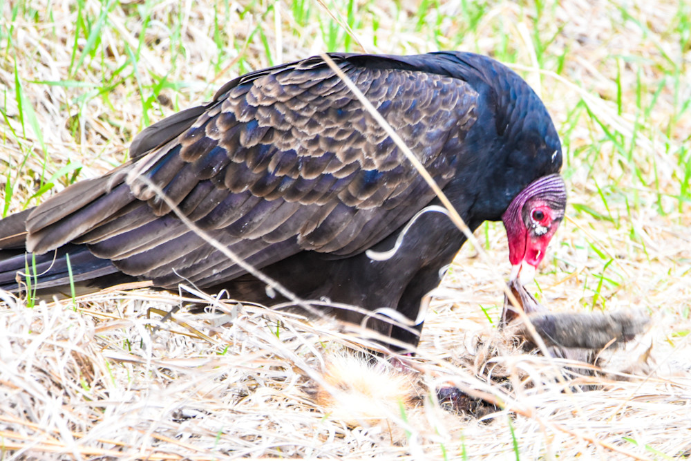 Bird Hunt 4 Photography Art | Photos By Regan