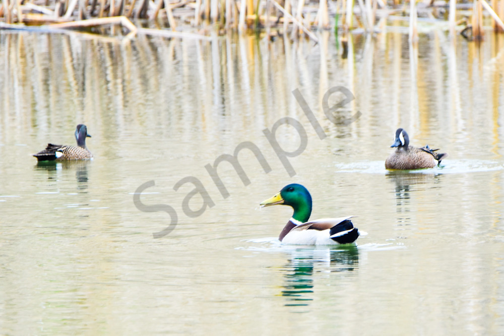 Bird Hunt 17 Photography Art | Photos By Regan