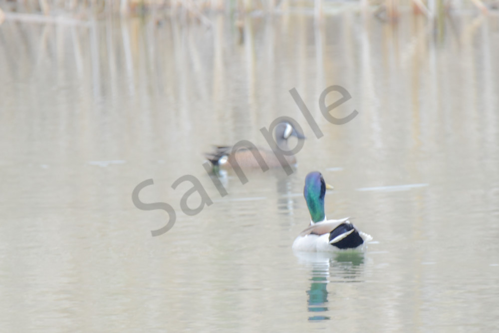 Bird Hunt 18 Photography Art | Photos By Regan