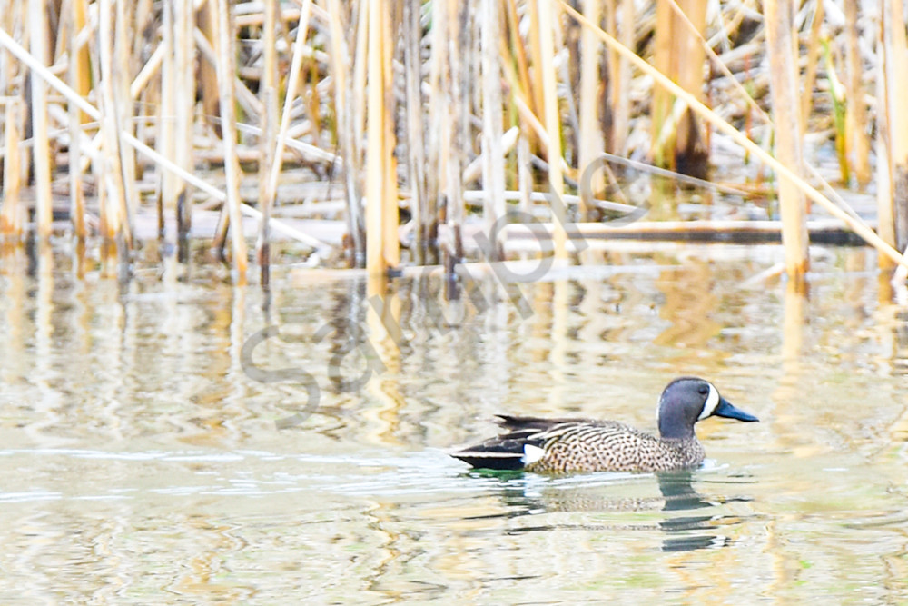 Bird Hunt 19 Photography Art | Photos By Regan