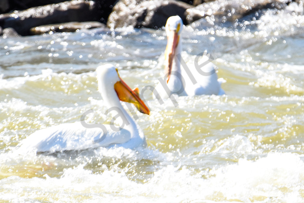 Bird Hunt 41 Photography Art | Photos By Regan