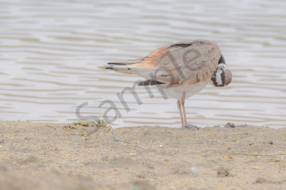 Bird Hunt 10 Photography Art | Photos By Regan