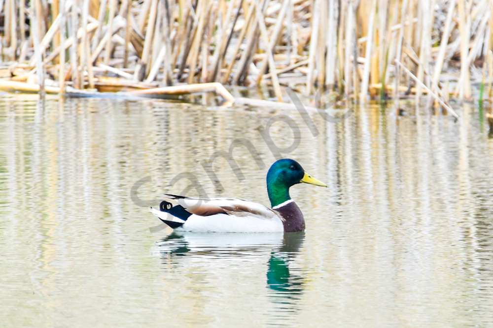 Bird Hunt 20 Photography Art | Photos By Regan