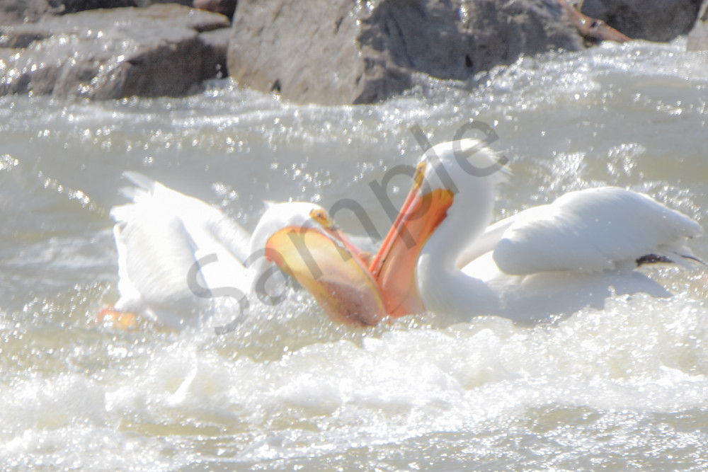 Bird Hunt 43 Photography Art | Photos By Regan