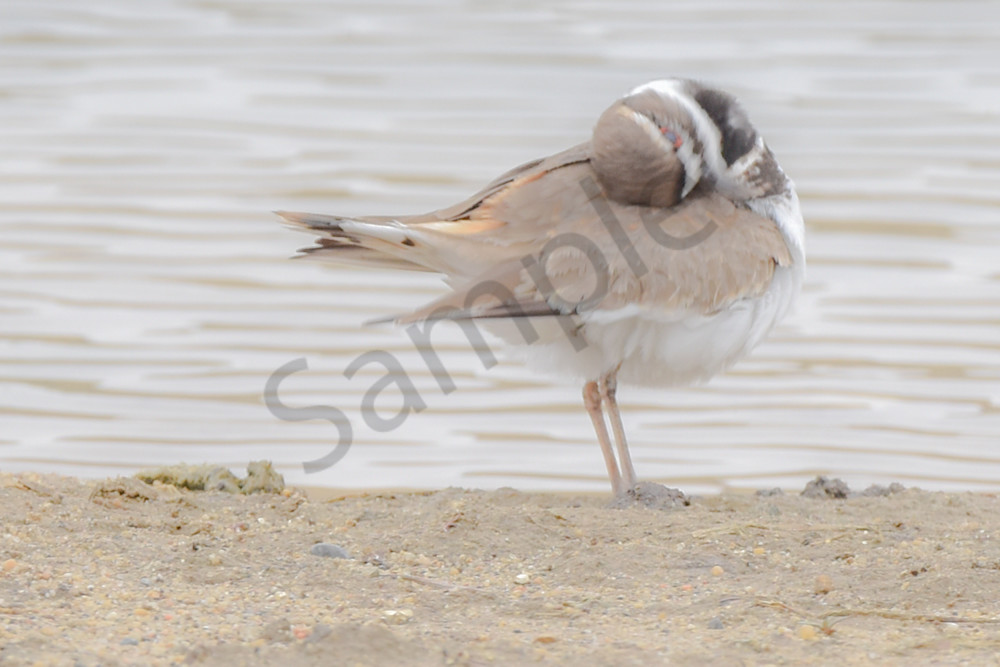 Bird Hunt 9 Photography Art | Photos By Regan