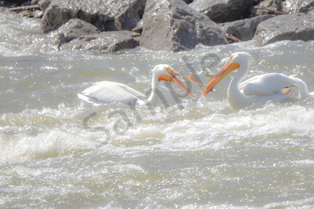 Bird Hunt 44 Photography Art | Photos By Regan