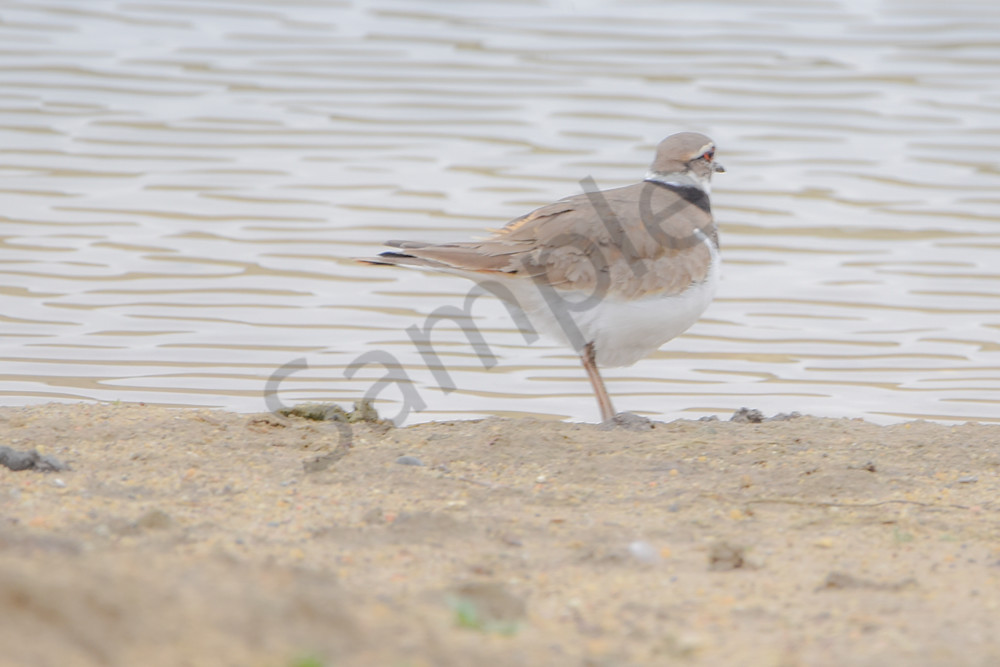 Bird Hunt 11 Photography Art | Photos By Regan