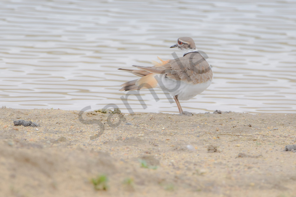 Bird Hunt 12 Photography Art | Photos By Regan