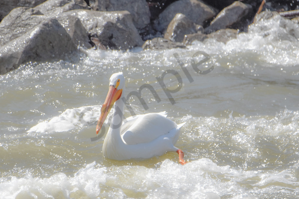 Bird Hunt 42 Photography Art | Photos By Regan