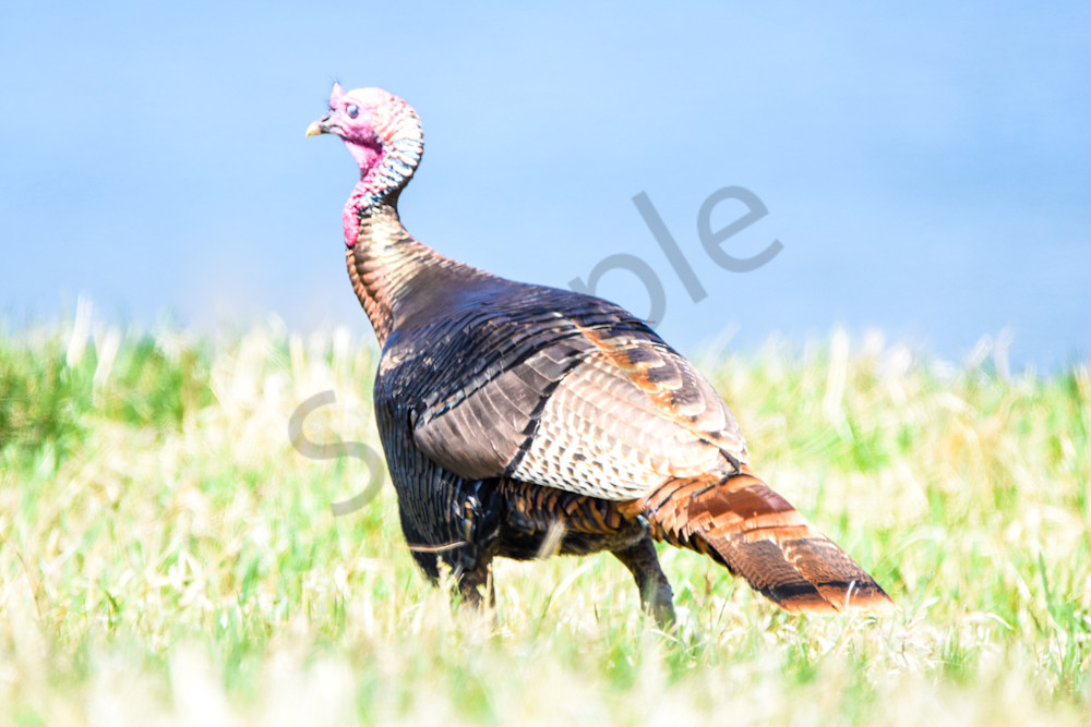 Bird Hunt 25 Photography Art | Photos By Regan