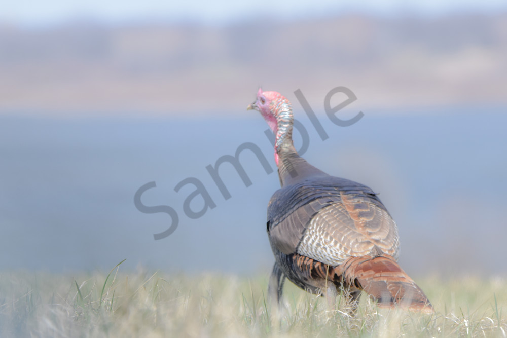 Bird Hunt 27 Photography Art | Photos By Regan