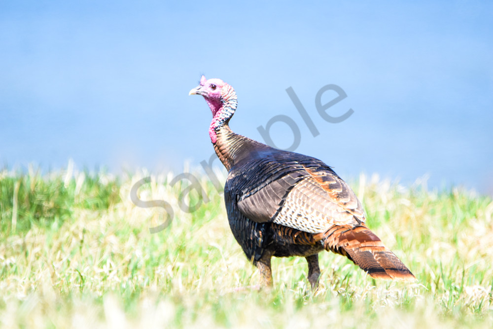 Bird Hunt 26 Photography Art | Photos By Regan