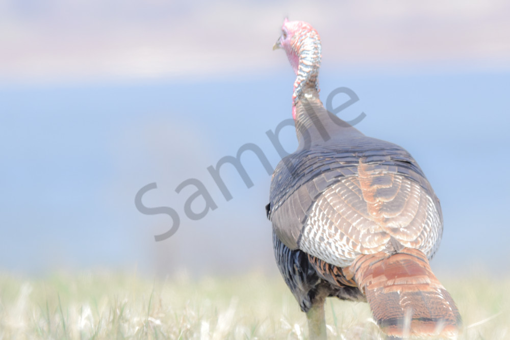 Bird Hunt 29 Photography Art | Photos By Regan