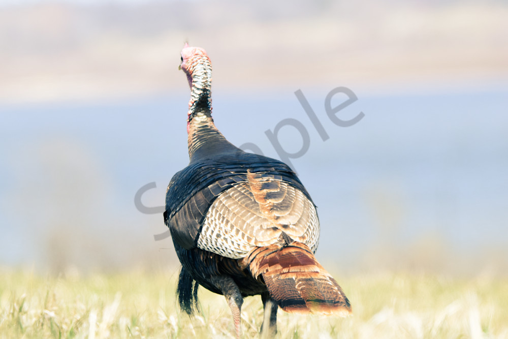 Bird Hunt 30 Photography Art | Photos By Regan