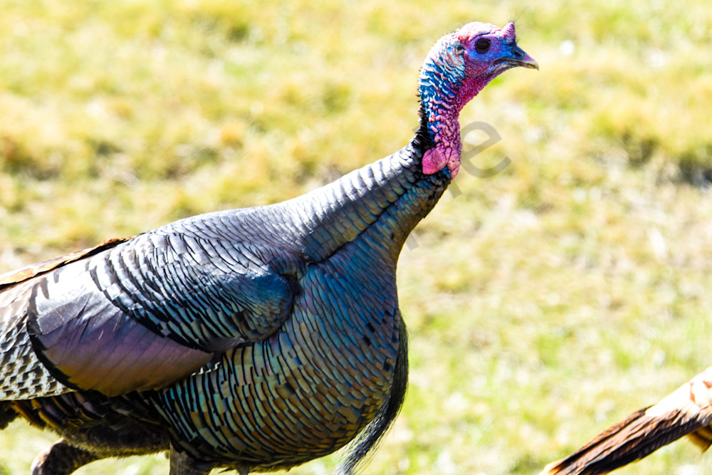 Bird Hunt 31 Photography Art | Photos By Regan