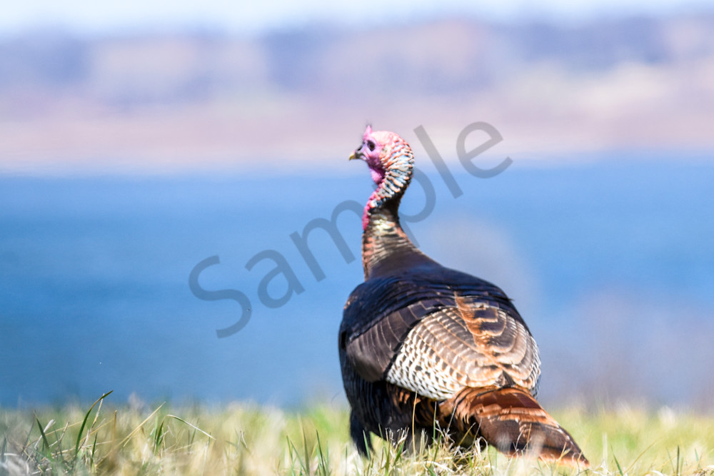 Bird Hunt 28 Photography Art | Photos By Regan