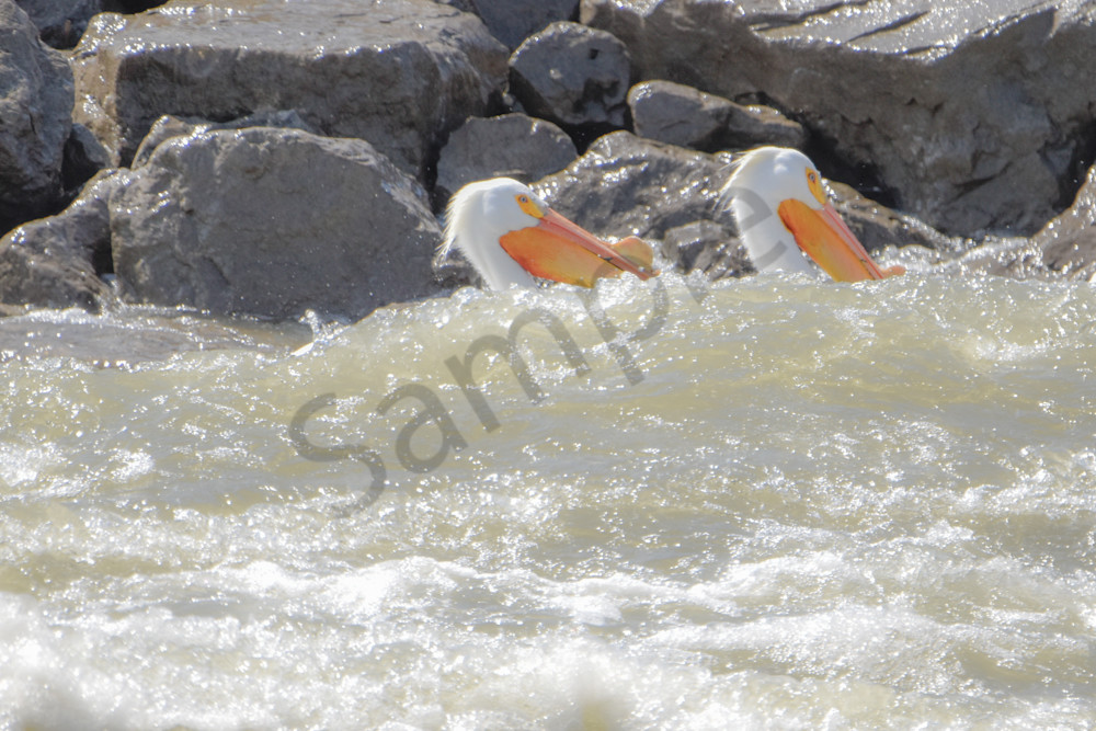 Bird Hunt 38 Photography Art | Photos By Regan