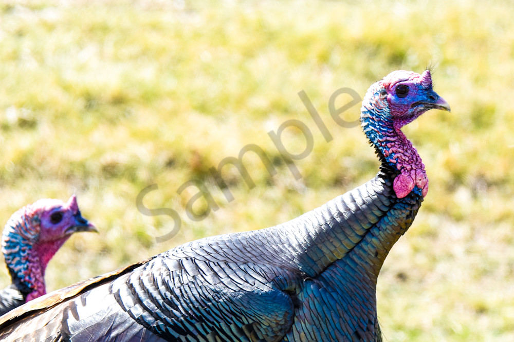 Bird Hunt 32 Photography Art | Photos By Regan