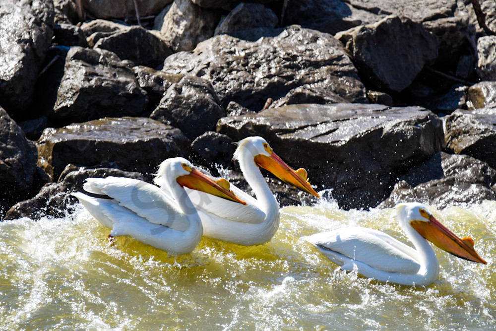 Bird Hunt 37 Photography Art | Photos By Regan